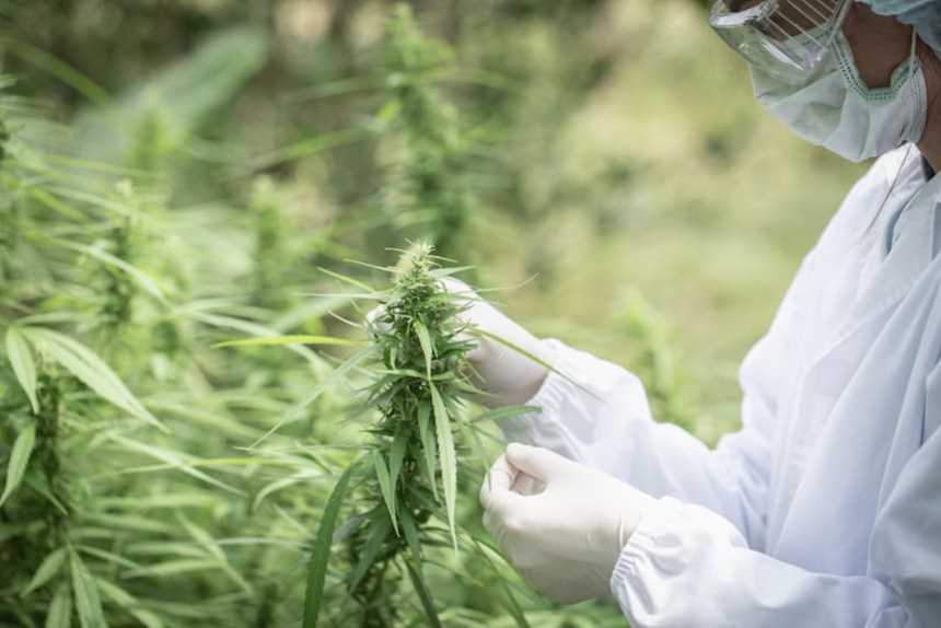 El cànnabis, un cultiu amb futur